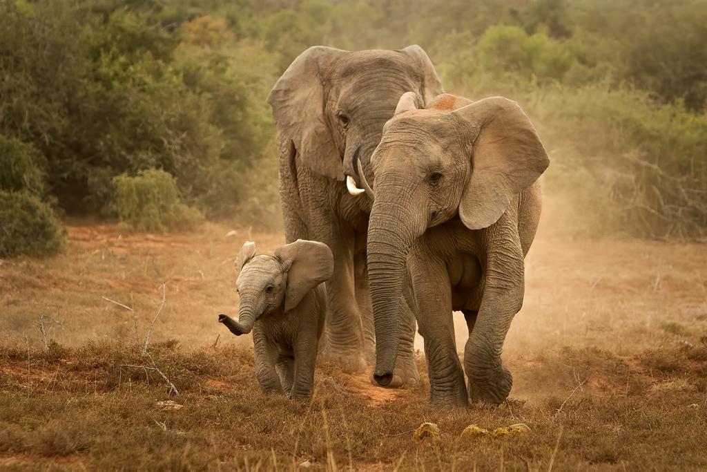Riverbend Lodge Addo Exteriör bild